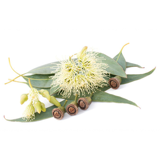 Eucalyptus citronné Bio, La Moisson