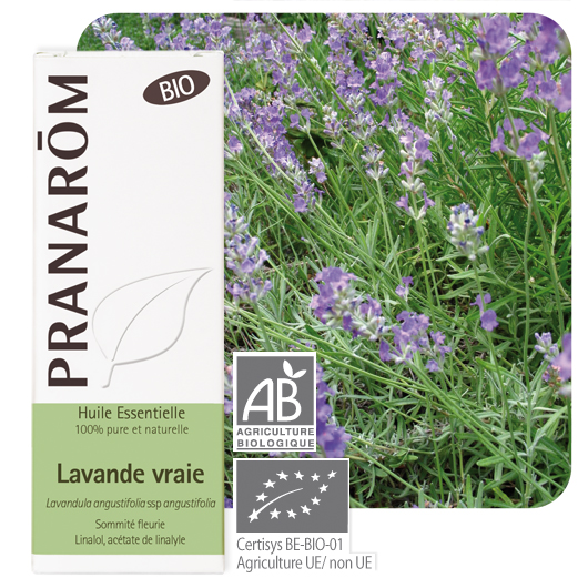 Lavande vraie (Lavande officinale ou fine) – Lavandula angustifolia ssp  angustifolia – Bio – maPharmaBIO – Pharmacie de l'Estoril