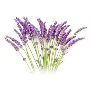 Lavande vraie (Lavande officinale ou fine) – Lavandula angustifolia ssp  angustifolia – Bio – maPharmaBIO – Pharmacie de l'Estoril