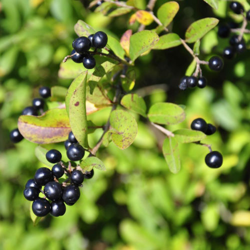 Queue de cerise – Tisane – maPharmaBIO – Pharmacie de l'Estoril