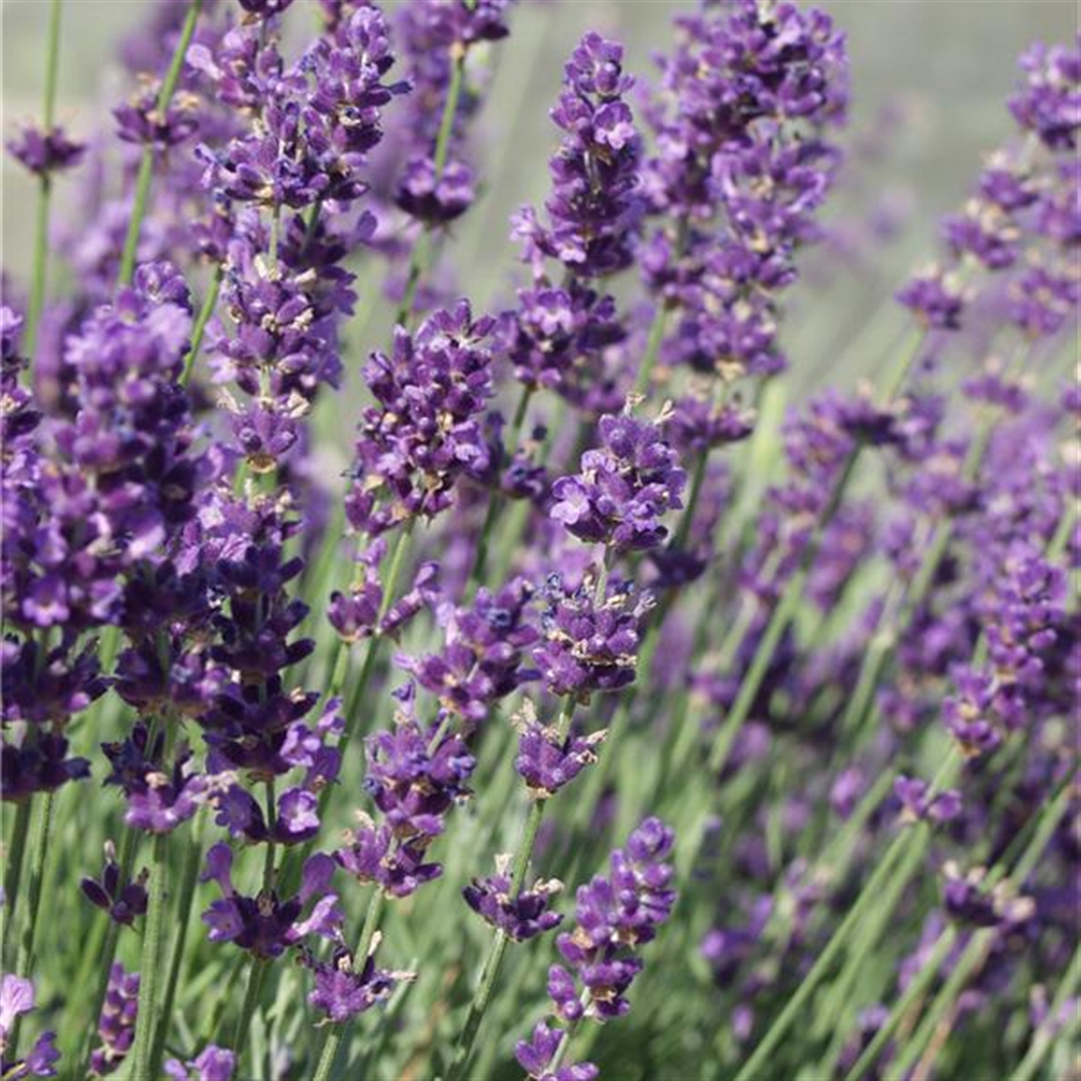 Lavande vraie (Lavande officinale ou fine) – Lavandula angustifolia ssp  angustifolia – Bio – maPharmaBIO – Pharmacie de l'Estoril