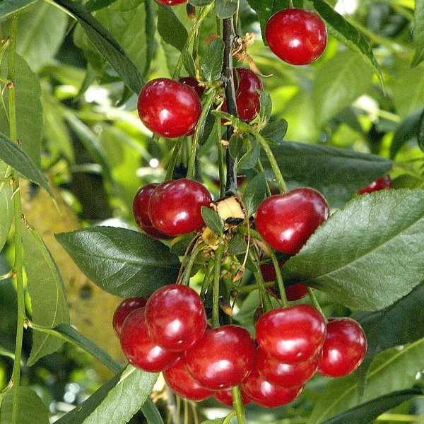 Queue de cerise – Tisane – maPharmaBIO – Pharmacie de l'Estoril